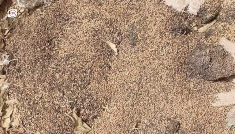 پاکستان ءِ نیمگ ءَ دیگ بیگیں گَلہ ورگ ءِ واستا شر نہ اَنت- اوگان سرکار