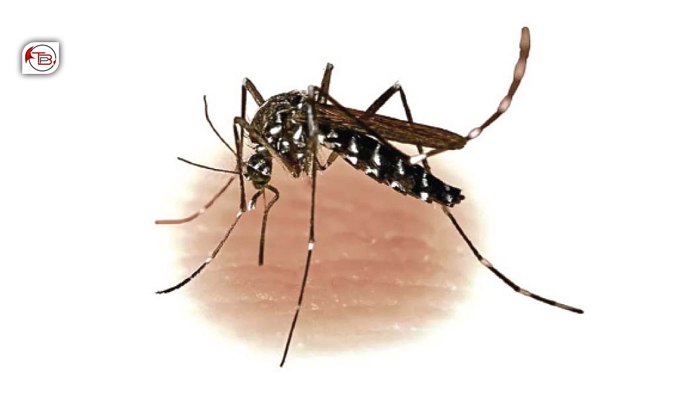 تربت: ڈینگی نادراھانی کچ گیش بوتگ