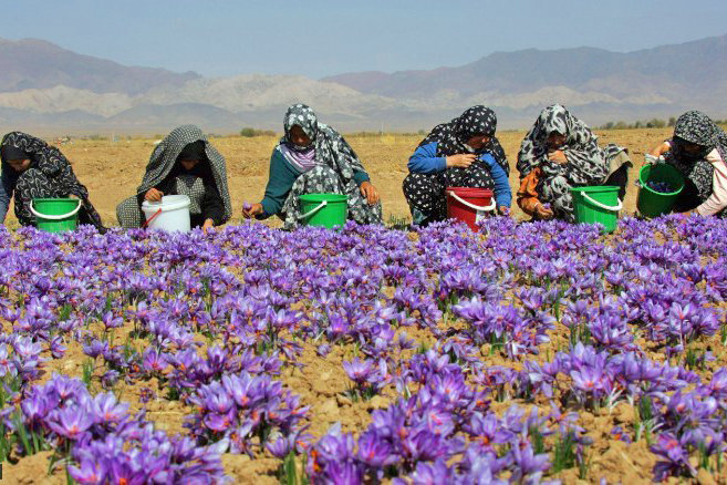 اوگانستان: “سھریں سُھر ” ءِ نام ءَ زانگ بیوکیں زعفران زربار رودراتکی ڈیھاں سر کنگ ءِ جھد