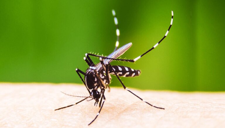 کیچ: ڈینگی وائرس ءِ تہ ءَ گیشی یک ورنایے بیران