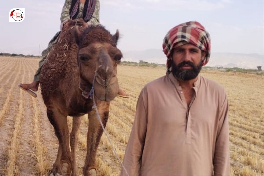 زھری : پوج ءِ دست ءَ زورانسری آوار جنی ءِ وئیل راجی گھگیری ءَ چہ بے سوب